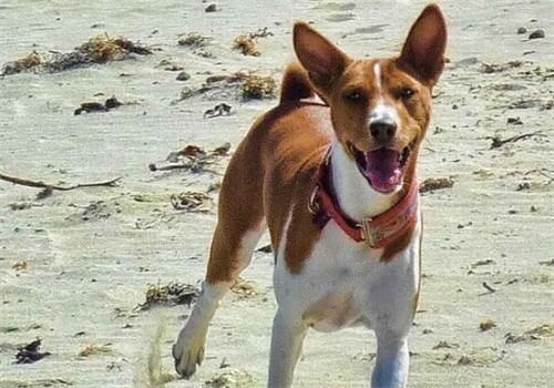 贝生吉犬的养护知识