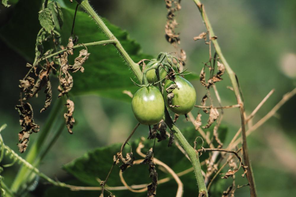 番茄种植方法，番茄图片