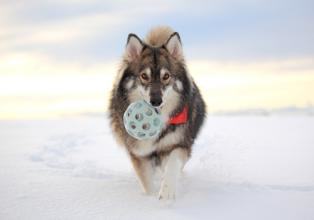 雪橇犬有几种?雪橇犬介绍 雪橇犬有几种?雪橇犬介绍