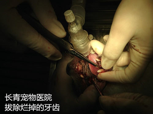 犬猫牙龈炎牙根腐烂导致的颜面瘘