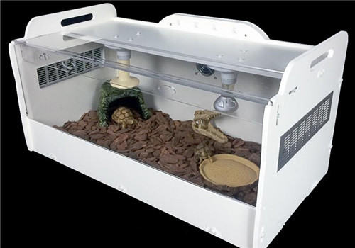 饲养陆龟前需要准备好哪些必备用品？