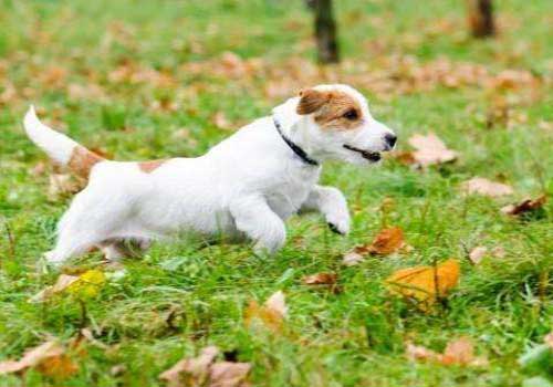 适合幼犬吃的食物都有哪些，幼犬喂食的注意事项