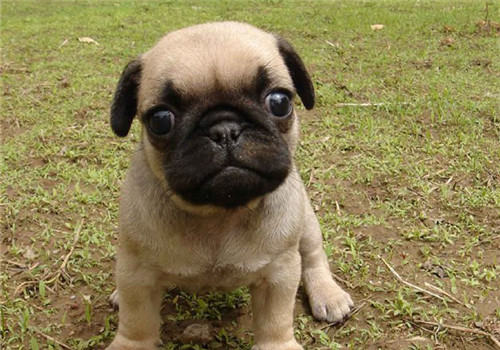 幼犬尴尬期可以吃美毛粉吗