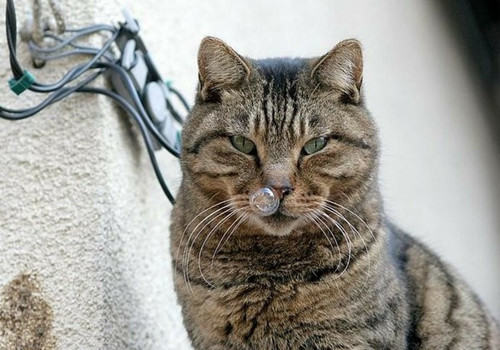 留猫咪单独在家时要关进笼子里吗？