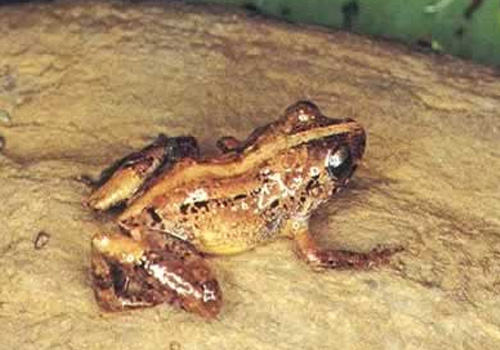 棕雨蛙的品种简介