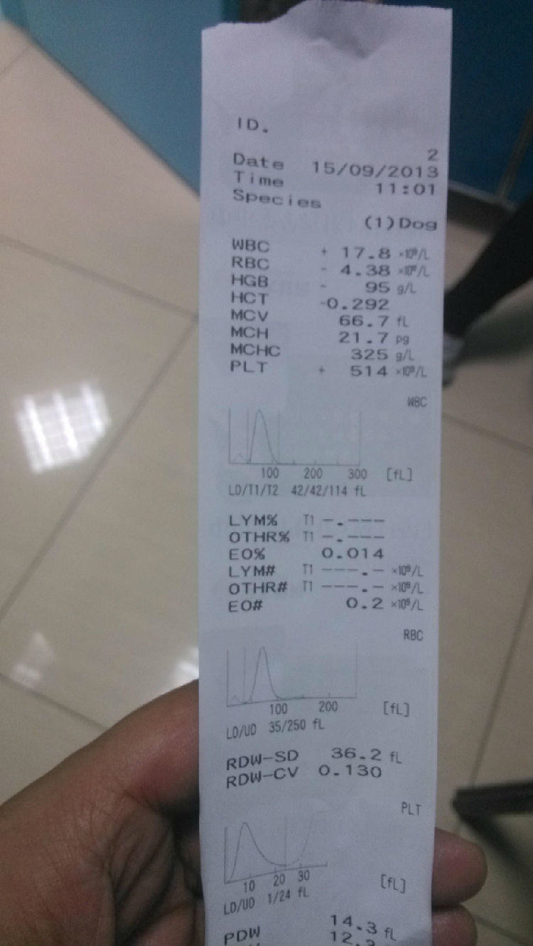 关于宠物贫血的症状及治疗 关于宠物贫血的症状及治疗