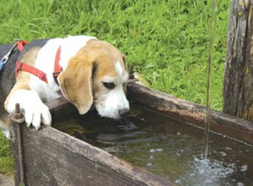 狗狗不喝水的解决办法