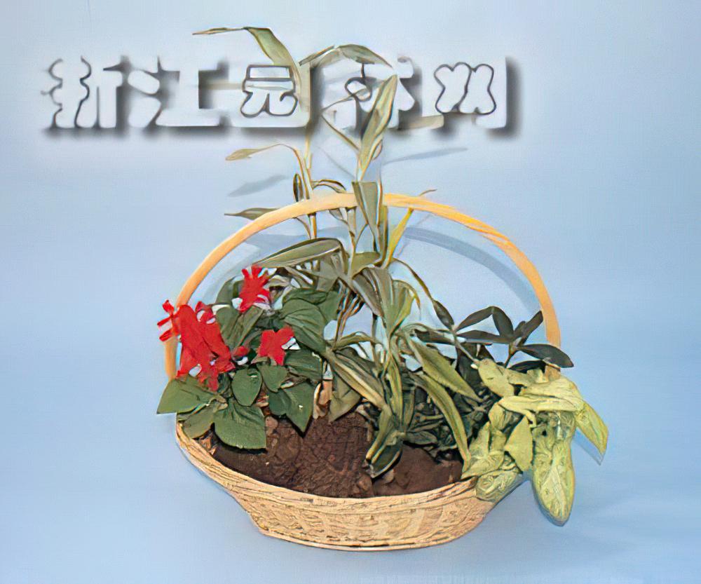 制作家庭组合盆栽实例—富贵竹 一串红系列