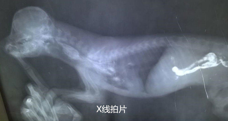 比熊的永久性右位主动脉弓病例分析