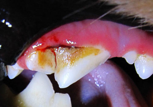 泰迪犬有蛀牙怎么办 泰迪犬有蛀牙怎么办