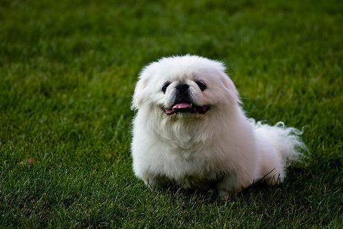 京巴犬凶吗？京巴犬的优缺点介绍