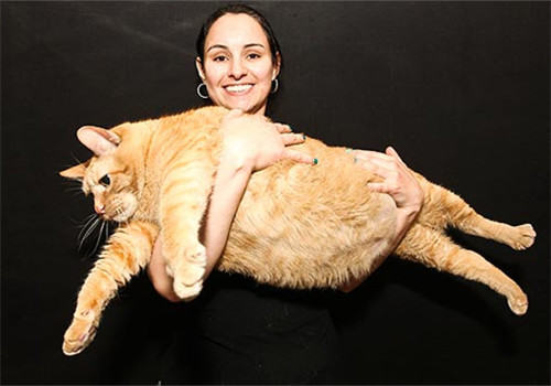 猫粮两种制作形式的差别