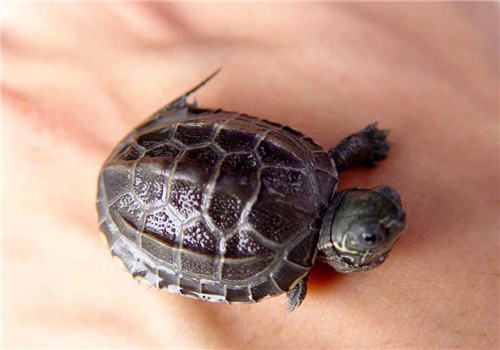 龟营养缺乏性骨骼软化症的病因分析