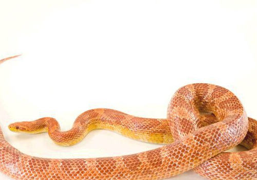 蛇的相关外伤处理 蛇的相关外伤处理