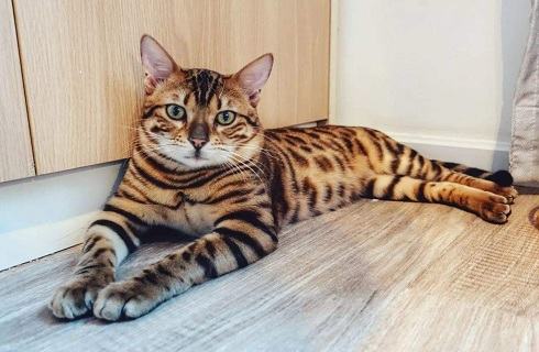 猫咪眼屎多，容易糊住眼睛怎么办？