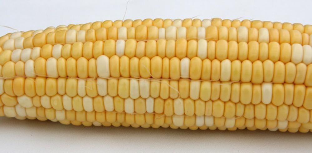 玉米生长周期