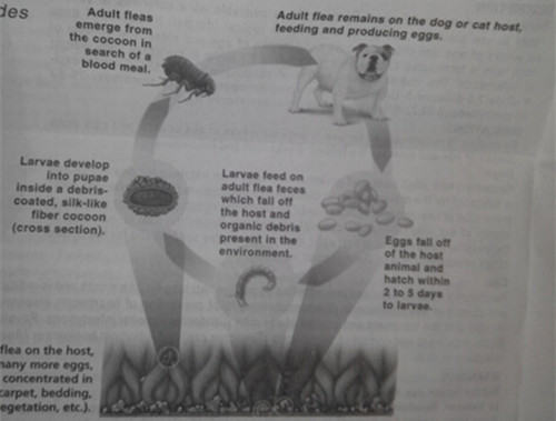 夏季寄生虫之——跳蚤 夏季寄生虫之——跳蚤
