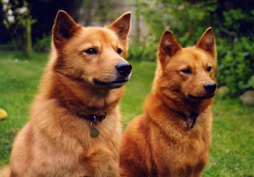 芬兰狐狸犬怎么养？养芬兰狐狸犬可以吗？