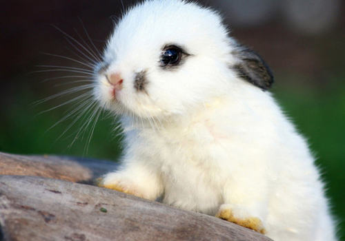 兔瘟免疫失败的原因有哪些