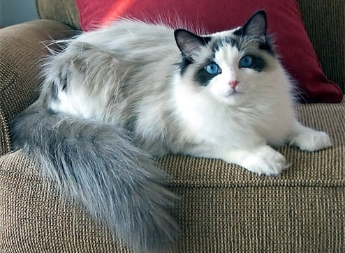 关于布偶猫的饲养 关于布偶猫的饲养