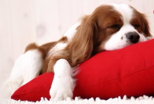 骑士查理王猎犬的选购要点