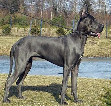 大丹犬凶吗？大丹犬性格怎么样？