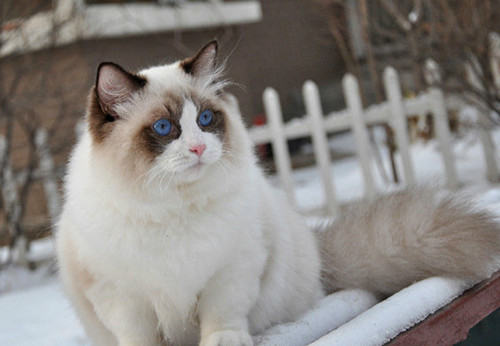 猫要到多大了才可以做绝育手术？