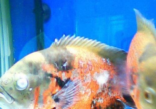 地图鱼蒙眼病治疗和预防方法