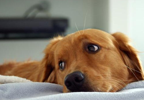 狗狗节后综合症的预防 狗狗节后综合症的预防