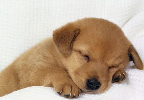 火车托运宠物有哪些规定 火车托运宠物有哪些规定