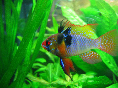 如何鉴定荷兰凤凰鱼