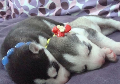 孩子与哈士奇相处要注意哪些问题