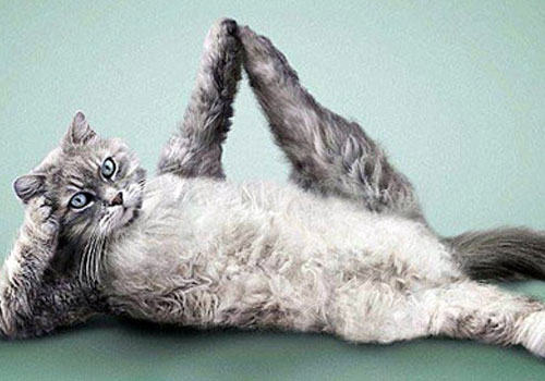 瑜伽：猫咪健身新方法