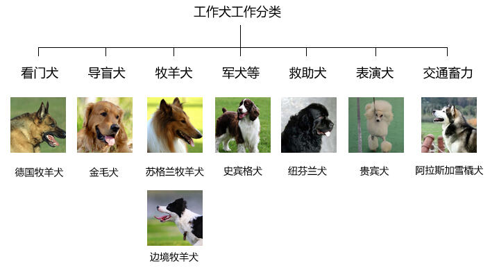 保卫地铁安全的搜爆犬 保卫地铁安全的搜爆犬