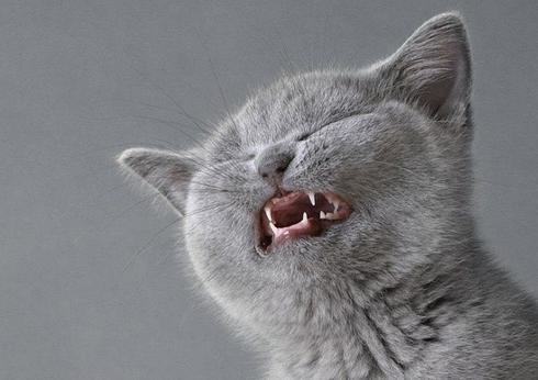 猫咪有了蛀牙怎么办