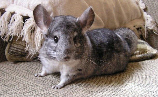 如何挑选龙猫零食？