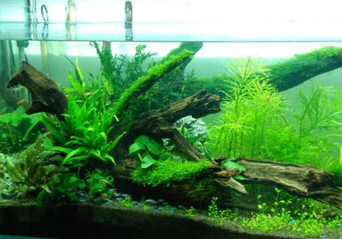 水族箱有必要装备二氧化碳钢瓶吗？