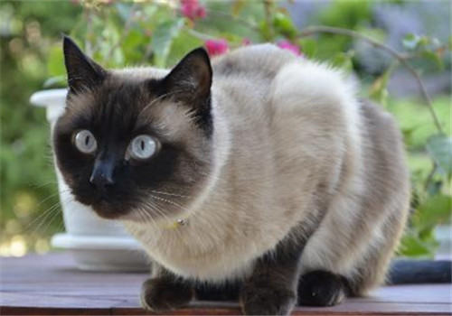 猫咪为什么给人感觉很任性？