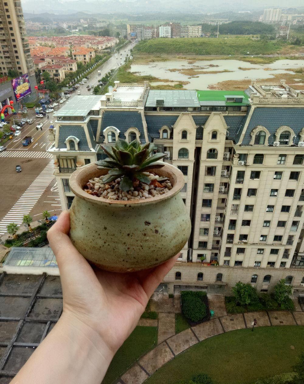 我就想问还有谁？能像我这样拼命给多肉植物淋雨的