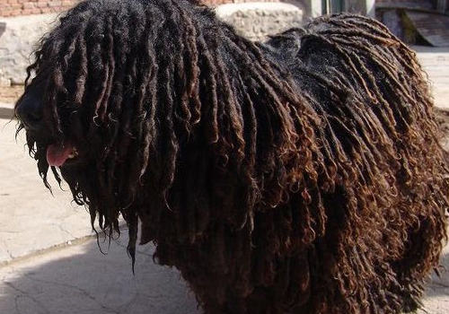 波利犬被毛的护理
