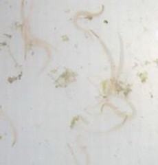 缅甸陆龟的蛔虫病的诊治与预防