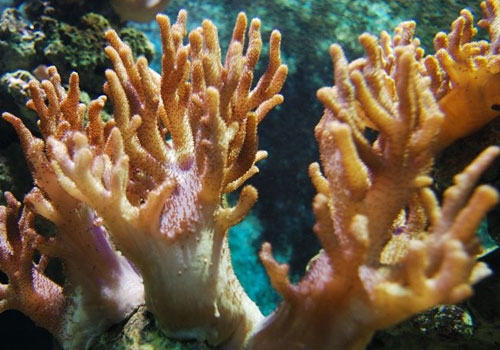 水族箱中的珊瑚是怎么繁殖的？