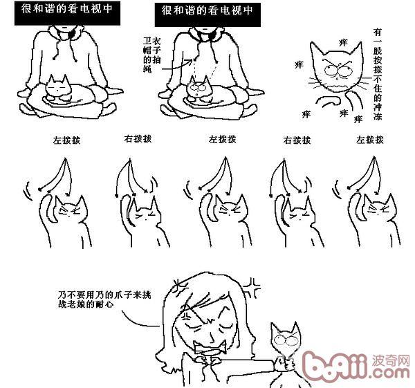 猫咪行为图解:养过猫的都懂
