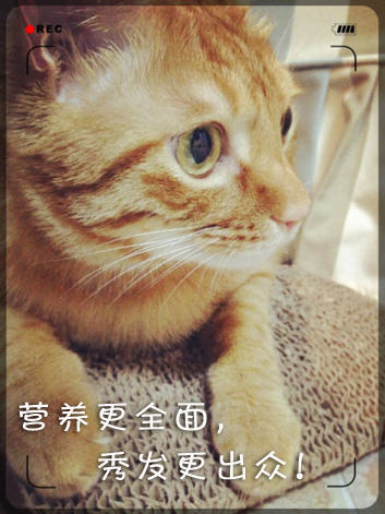 春暖花开，小毛病归来 ——预防猫藓、耳螨、掉毛、吐毛球的办法