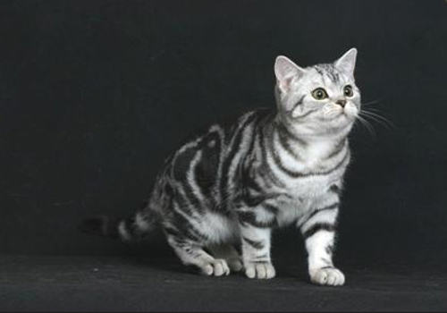 什么是猫下泌尿道疾病