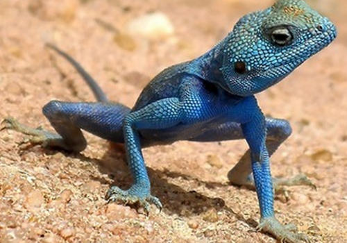 几种蜥蜴的饲养方法