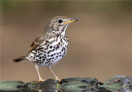 观赏鸟越冬需要做哪些准备