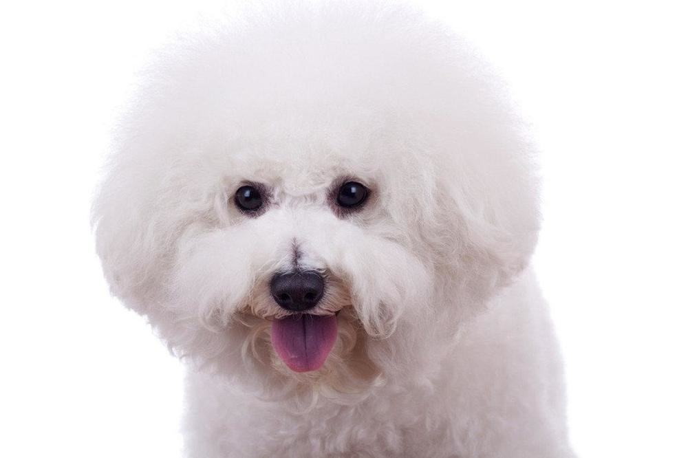 比熊犬毛发打点，比熊犬吃什么美毛？
