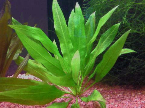 合理使用水草营养剂