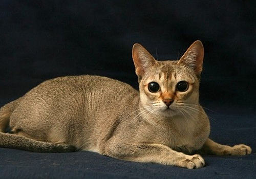 猫鼠疫的发病原因有哪些